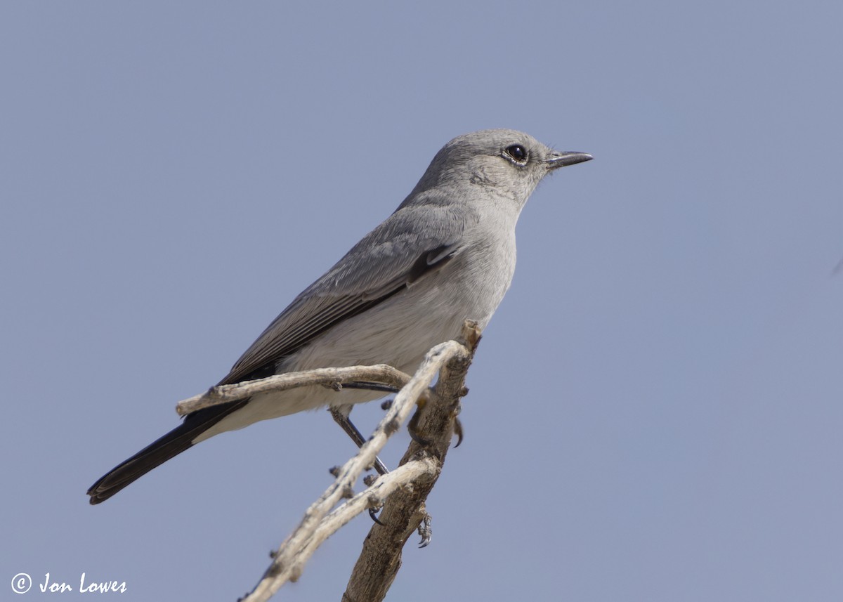 Traquet à queue noire - ML646469232