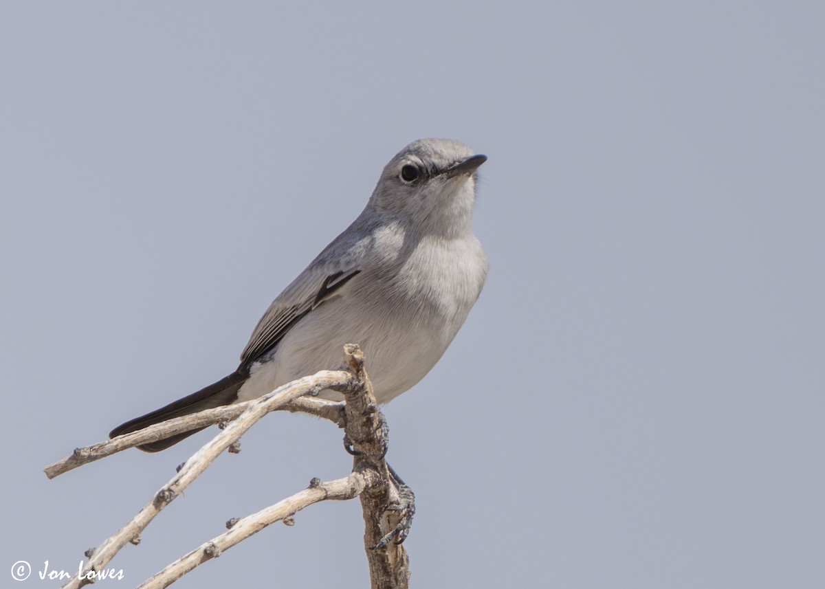 Traquet à queue noire - ML646469233