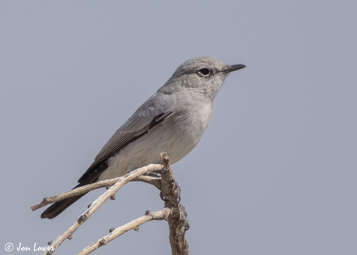 Traquet à queue noire - ML646469234