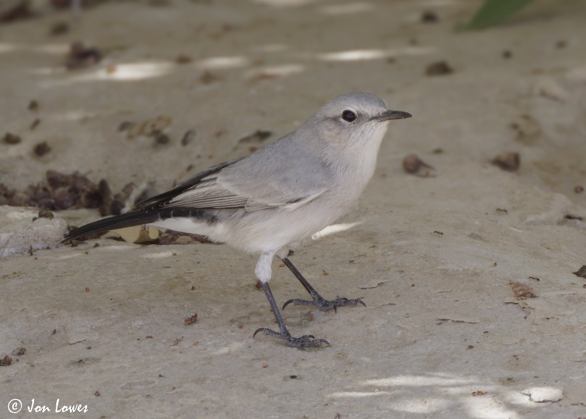 Traquet à queue noire - ML646469235