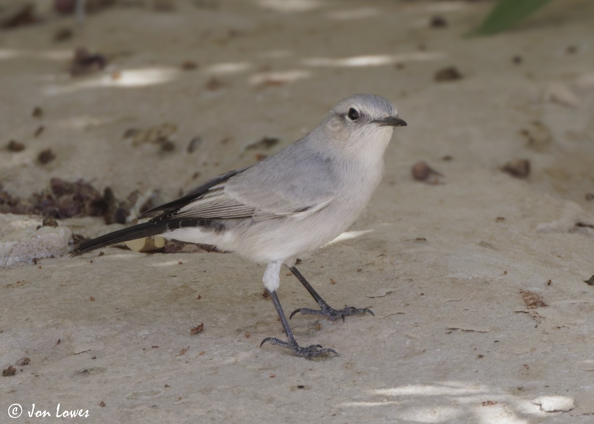 Traquet à queue noire - ML646469236