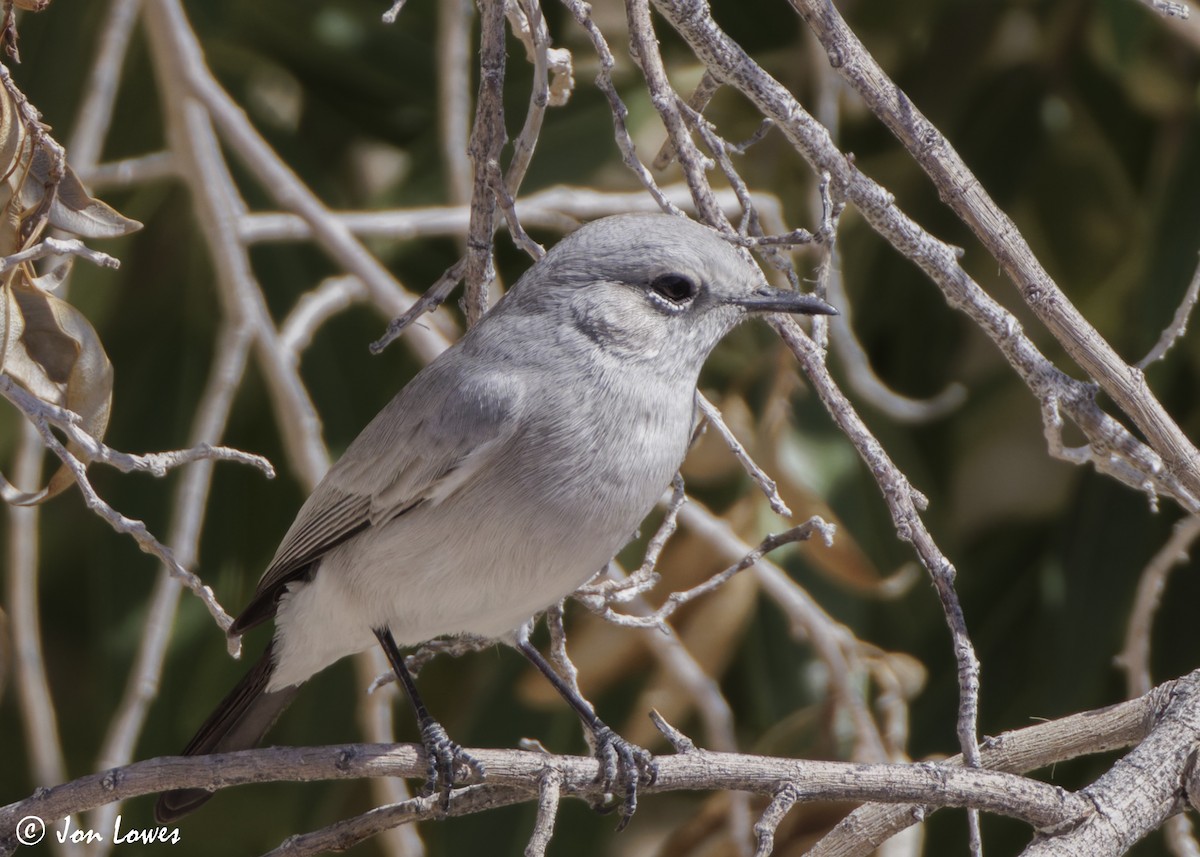Traquet à queue noire - ML646469237