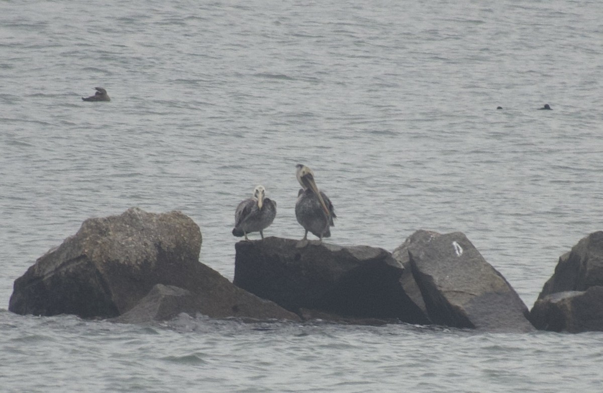 Brown Pelican - ML646469238