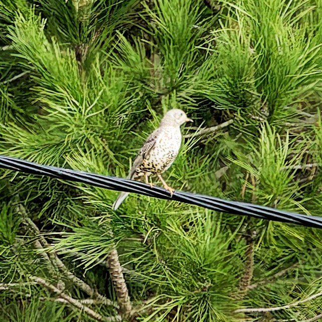 Grive draine - ML646469239