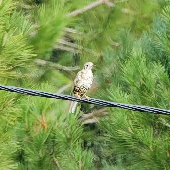 Grive draine - ML646469242