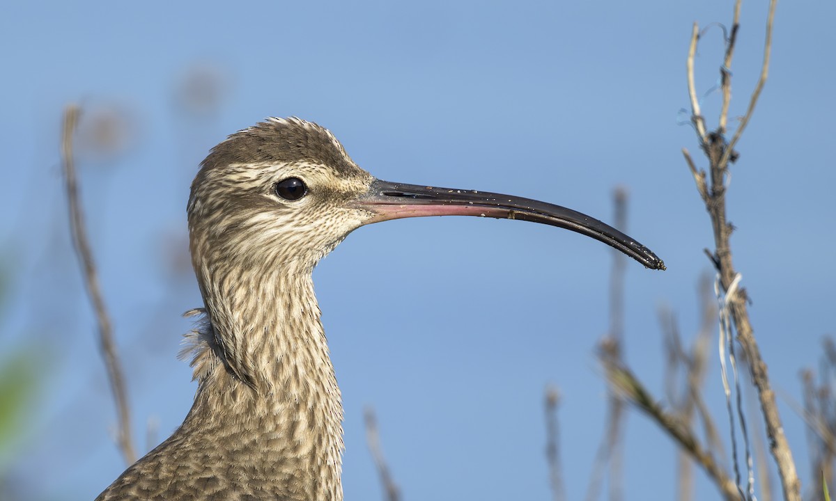 Hudsonian Whimbrel - ML646469243