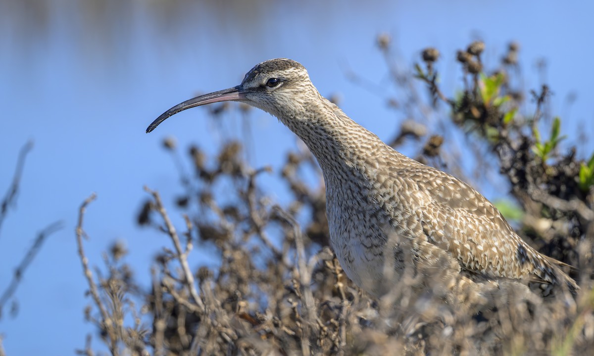 Hudsonian Whimbrel - ML646469245
