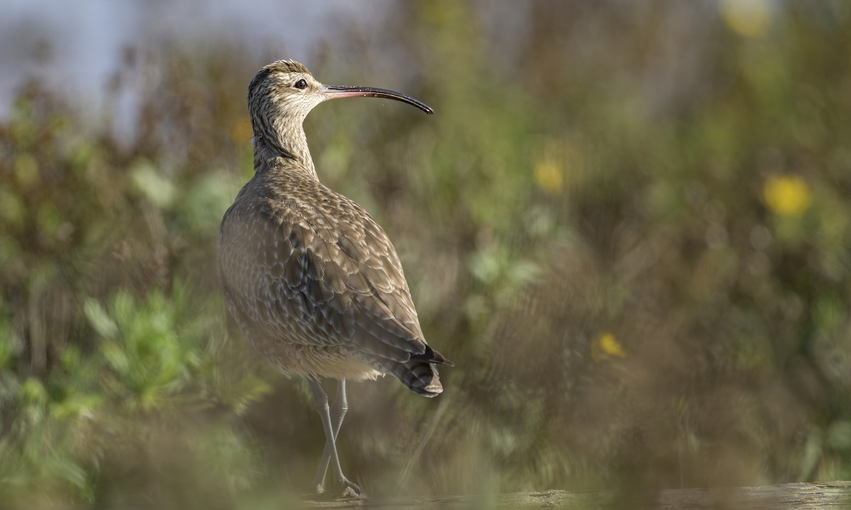 Hudsonian Whimbrel - ML646469246