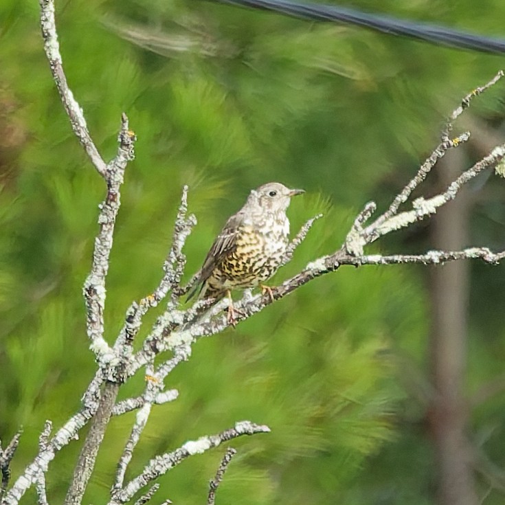 Grive draine - ML646469250