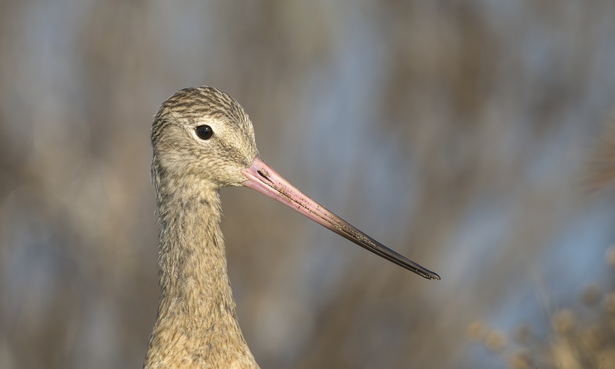 Marbled Godwit - ML646469261