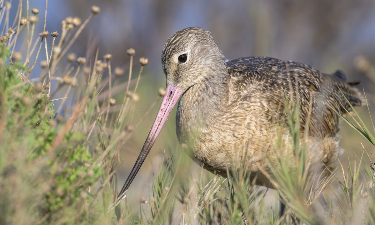 Marbled Godwit - ML646469262