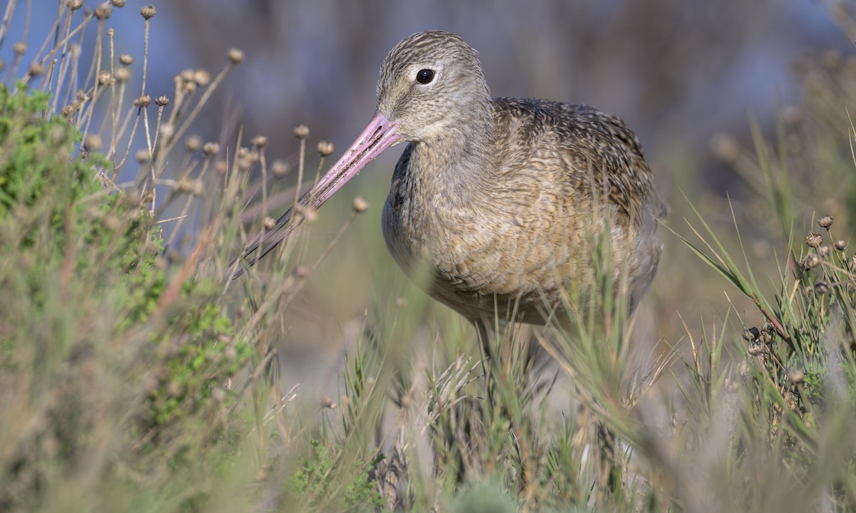 Marbled Godwit - ML646469263