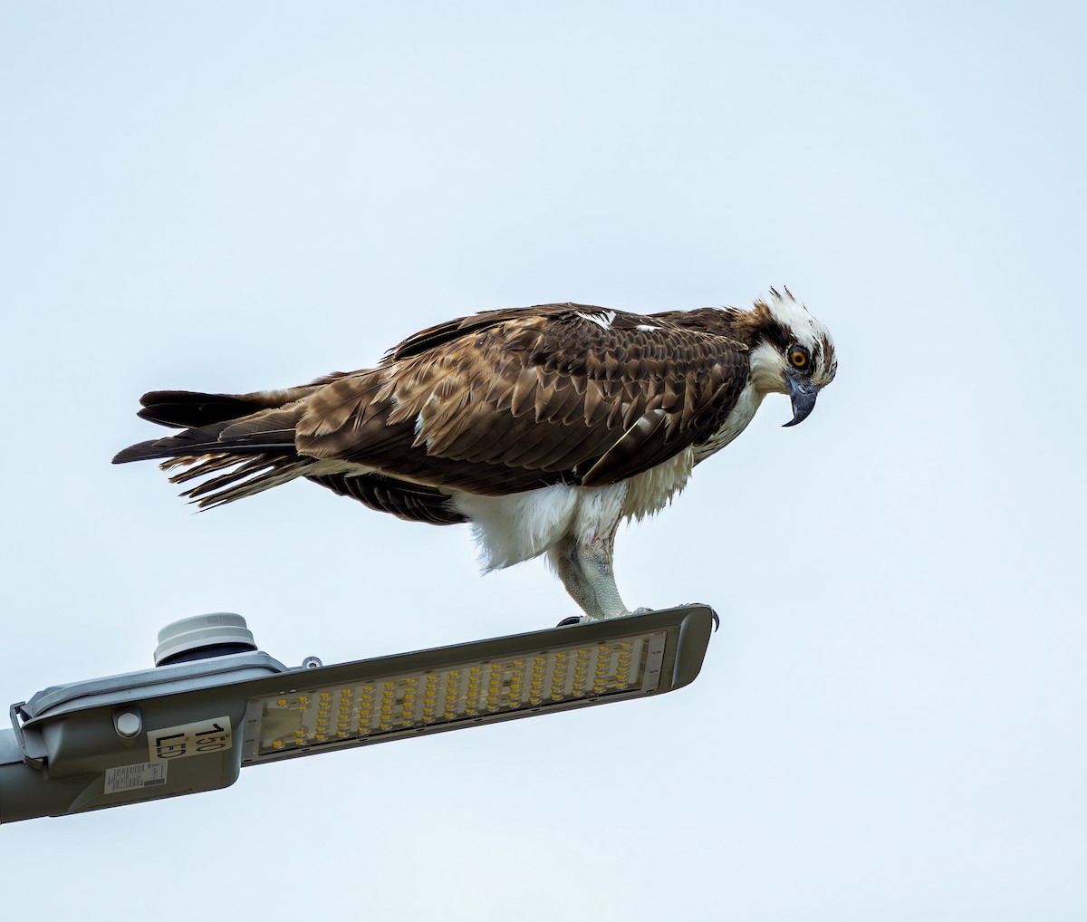 Osprey - ML646469265