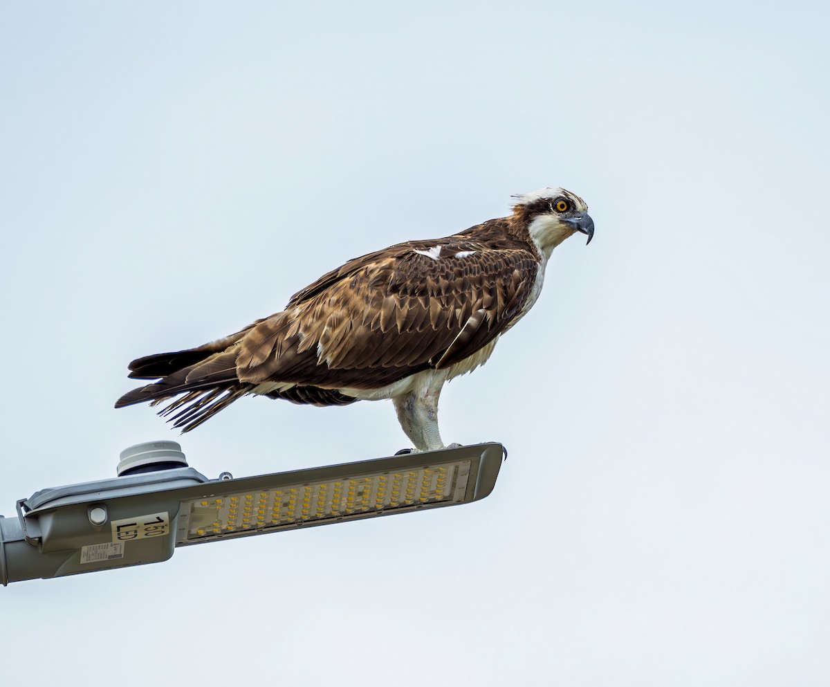 Osprey - ML646469266