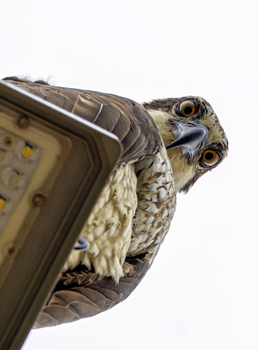 Osprey - ML646469267