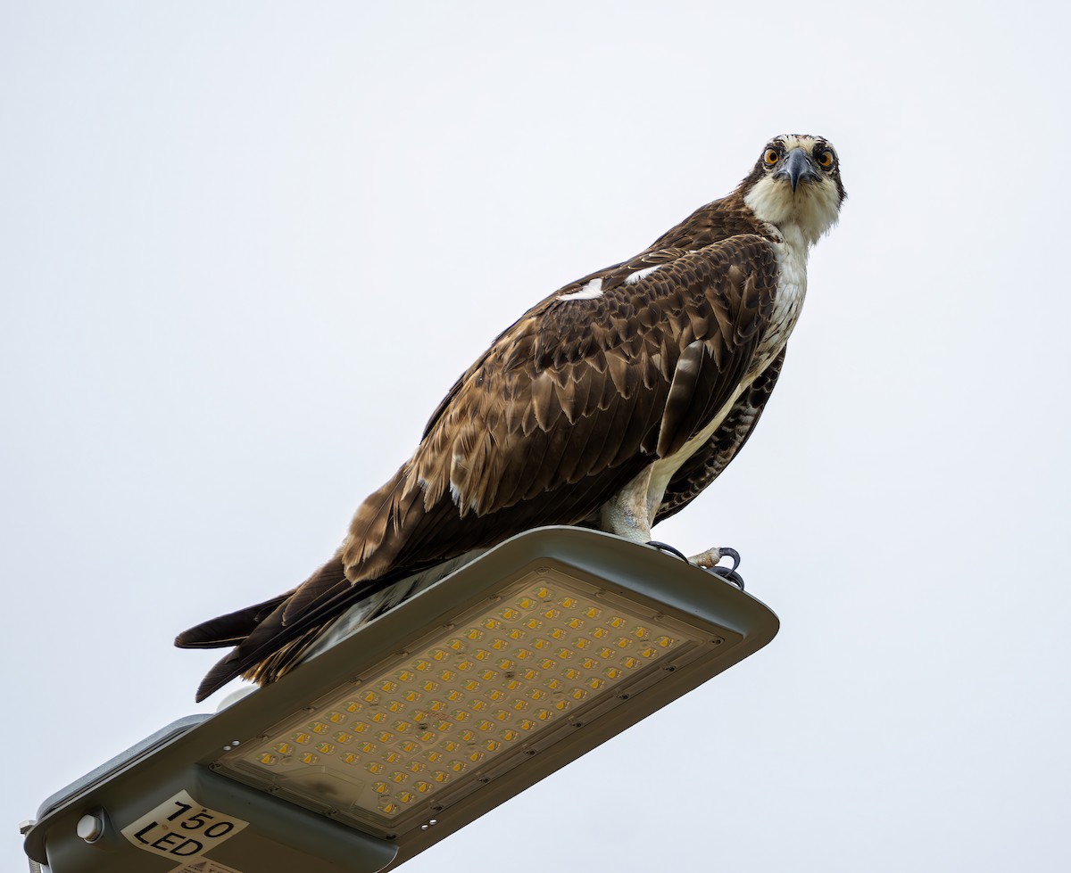 Osprey - ML646469268