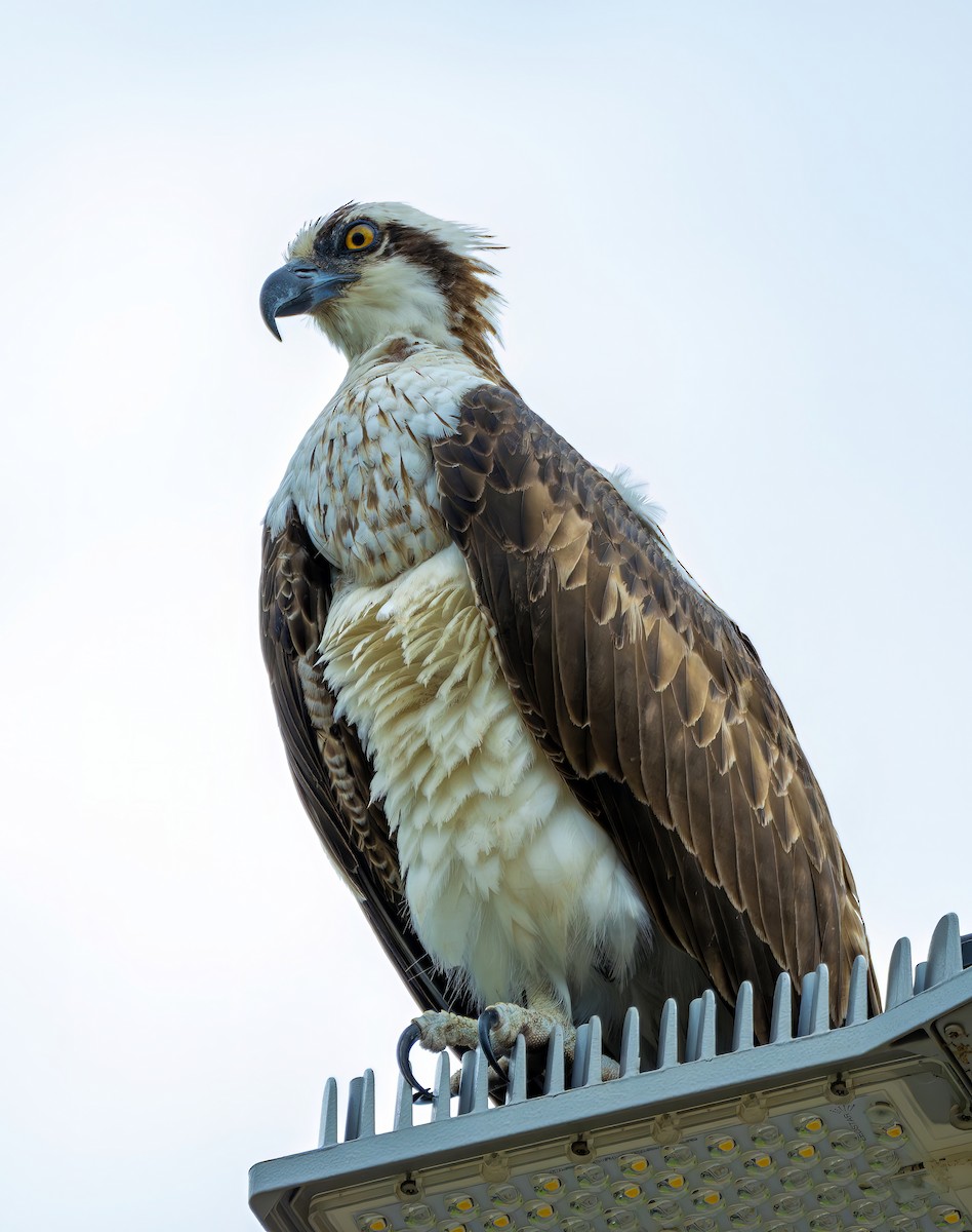 Osprey - ML646469269