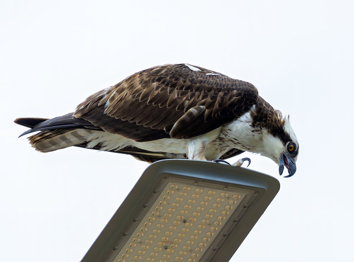 Osprey - ML646469270