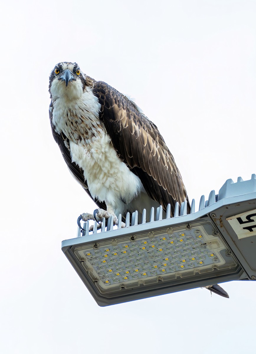 Osprey - ML646469271