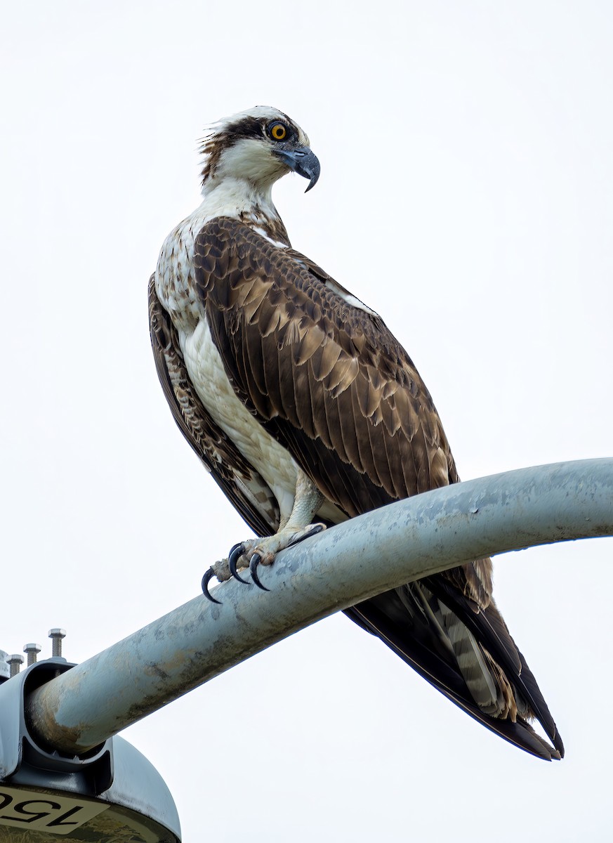 Osprey - ML646469272
