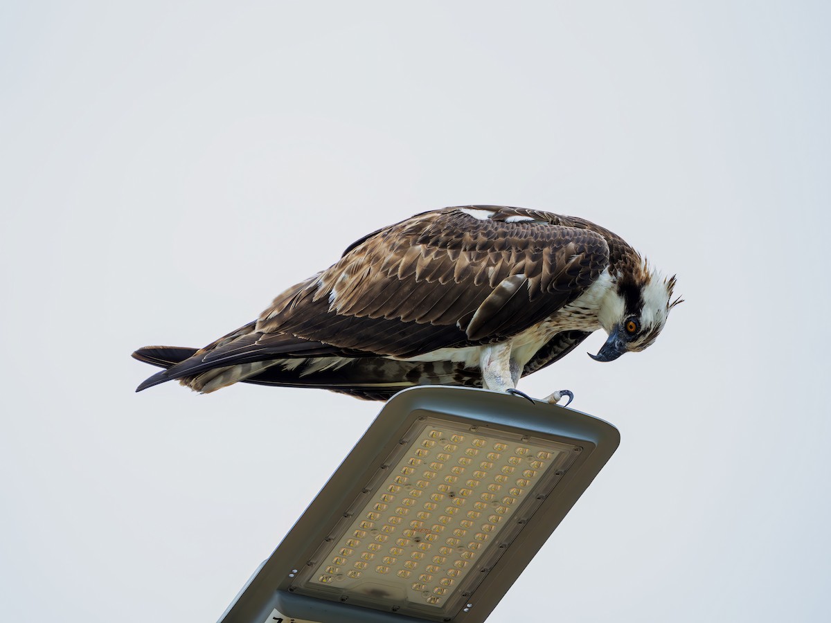 Osprey - ML646469274