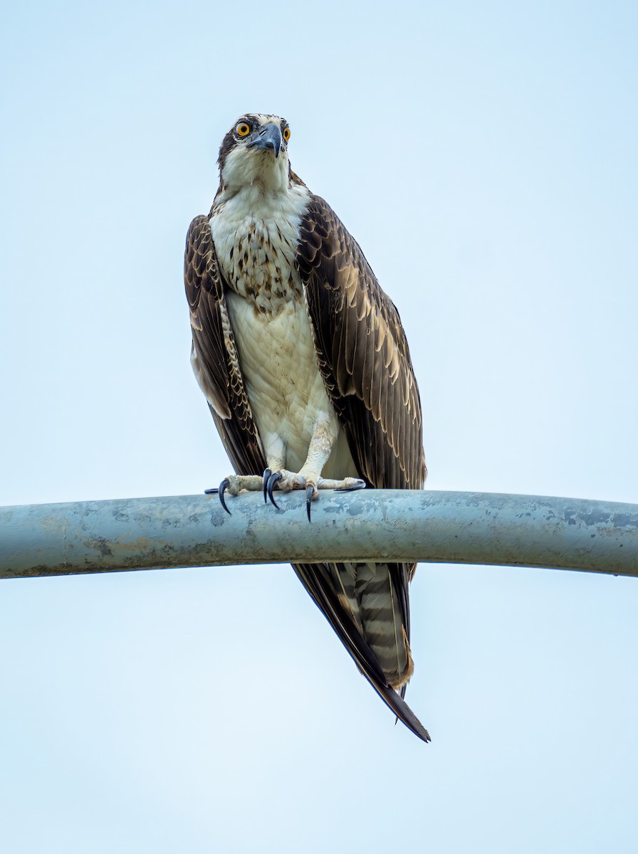 Osprey - ML646469275