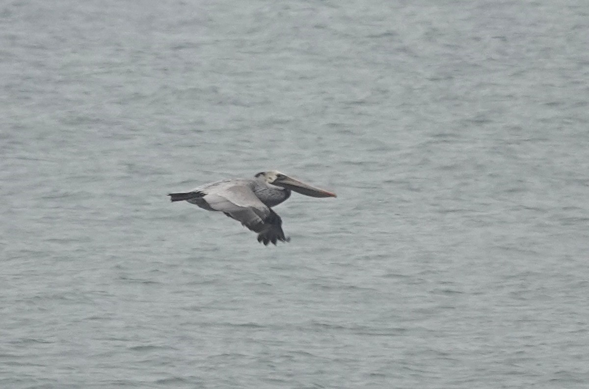 Brown Pelican - ML646469276