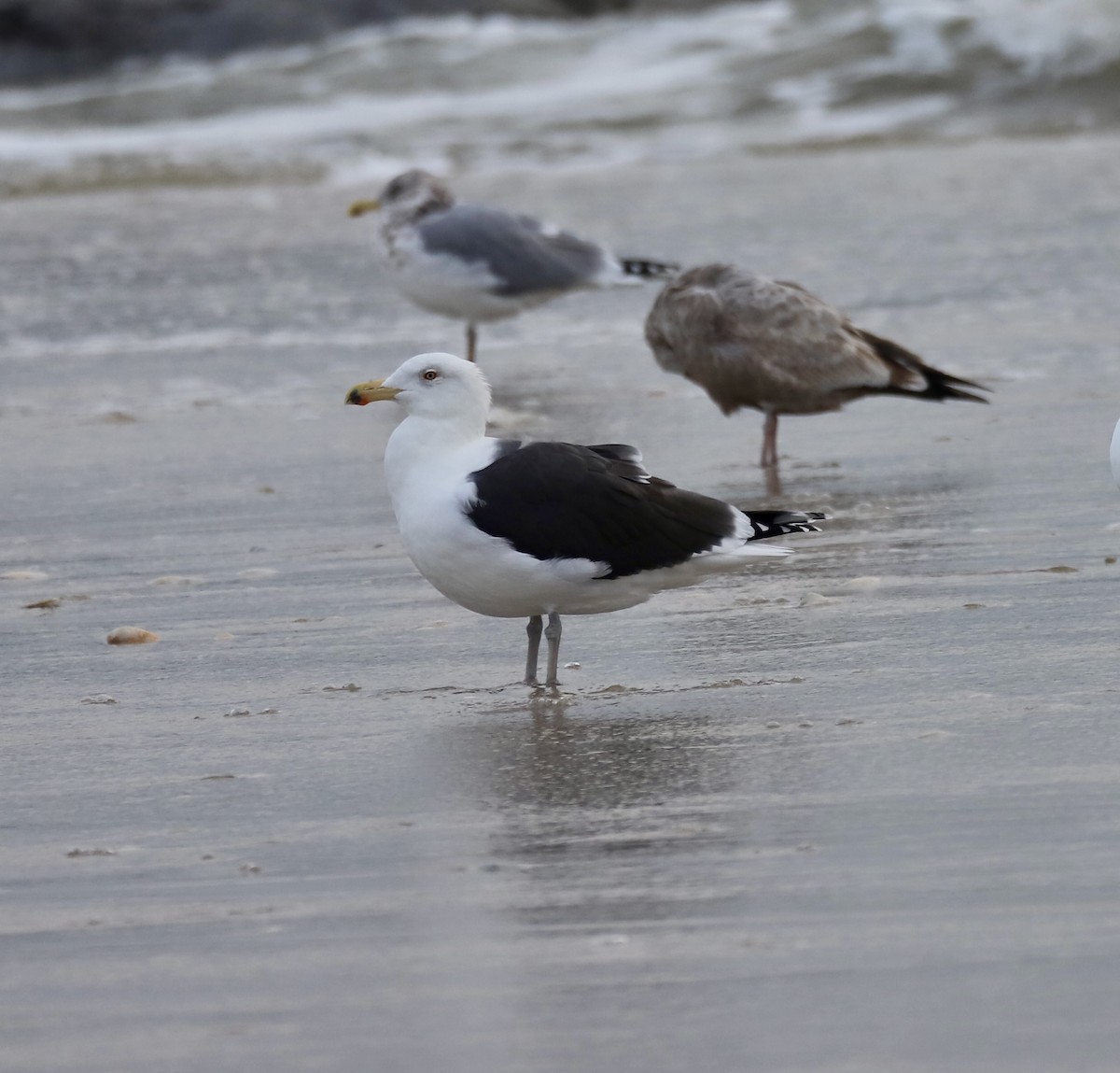 Great Black-backed Gull - ML646469277