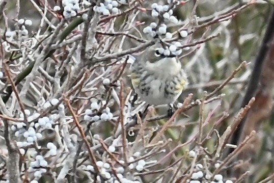 Yellow-rumped Warbler - ML646469278