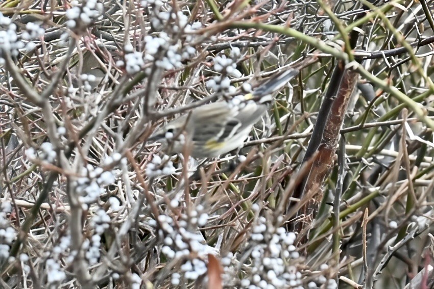 Yellow-rumped Warbler - ML646469279
