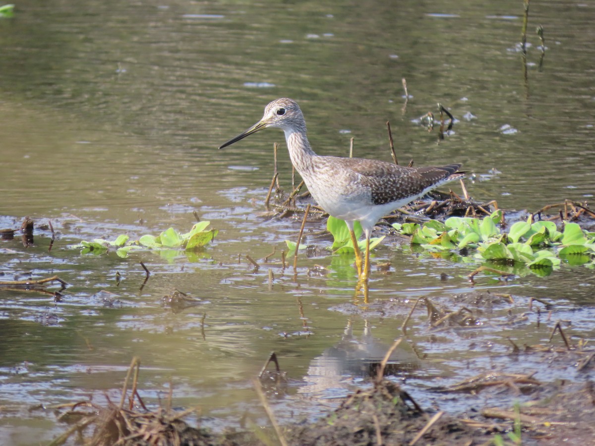 Greater Yellowlegs - ML646469280