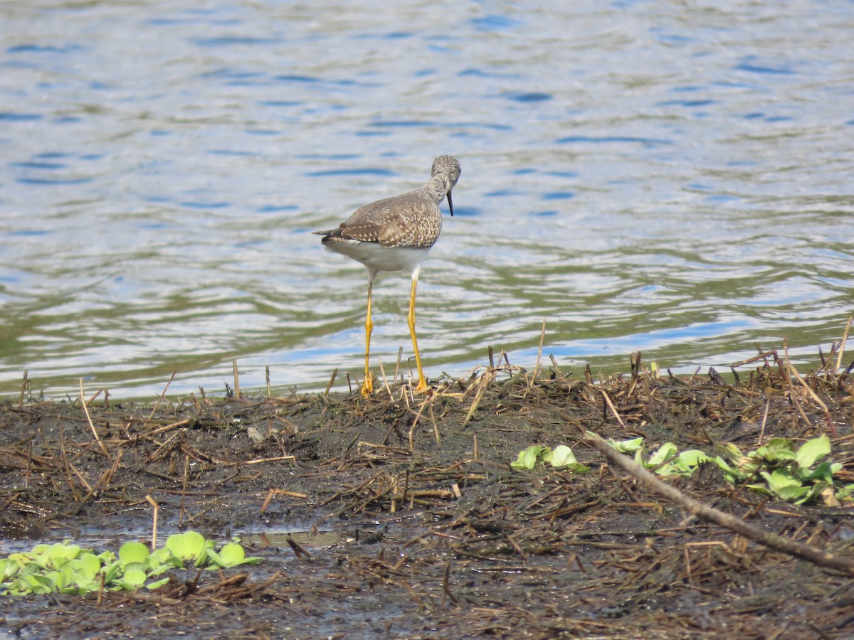 Greater Yellowlegs - ML646469281