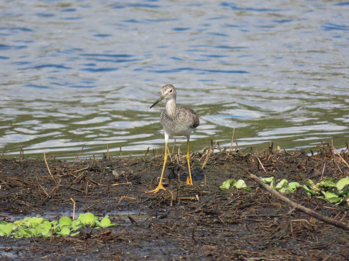 Greater Yellowlegs - ML646469282
