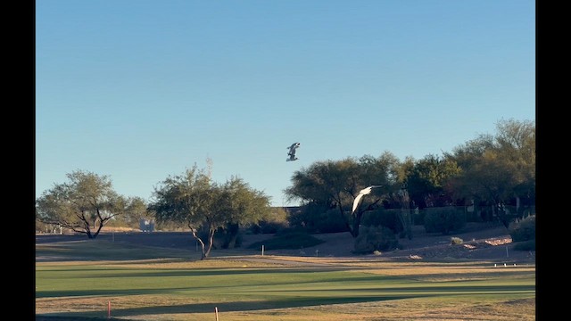 Ring-billed Gull - ML646469284