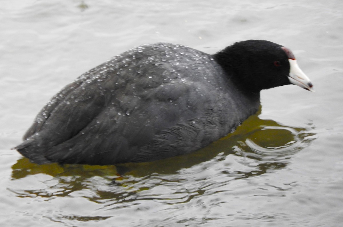 American Coot - ML646469285