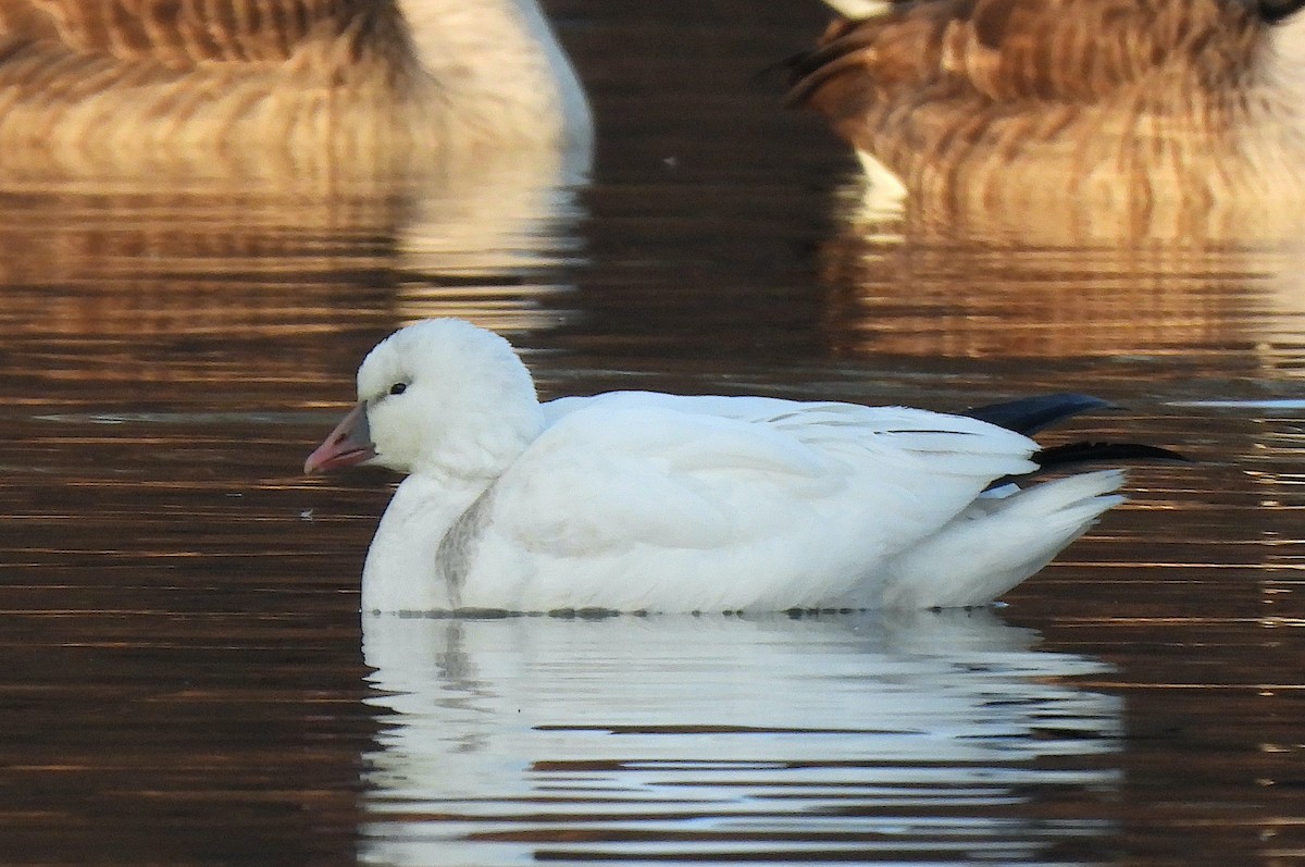 Ross's Goose - ML646469286