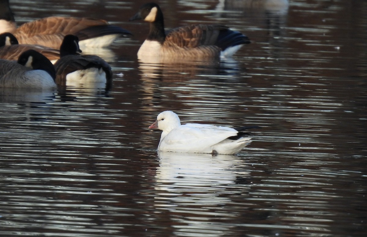 Ross's Goose - ML646469287