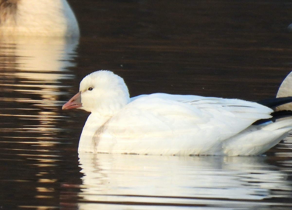 Ross's Goose - ML646469289