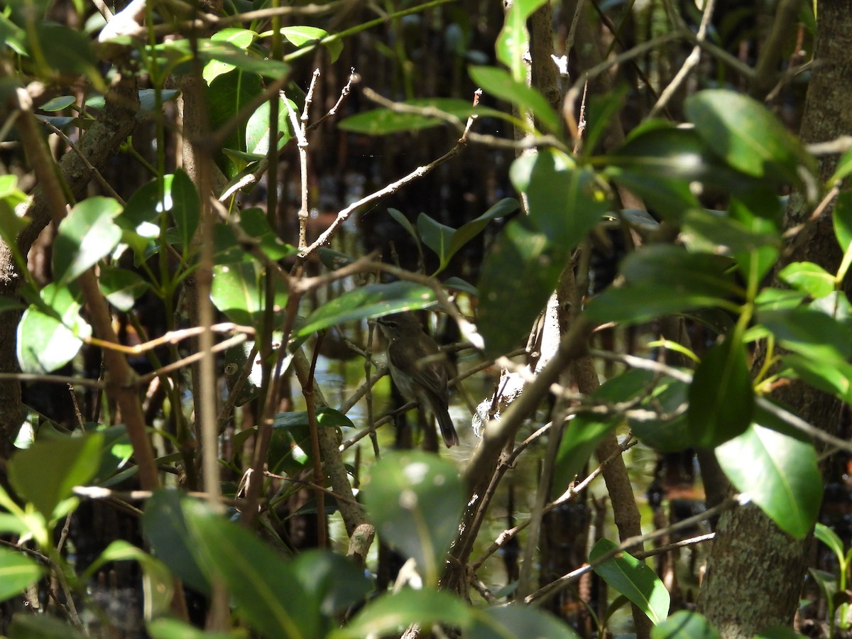 Mangrove Gerygone - ML646469290