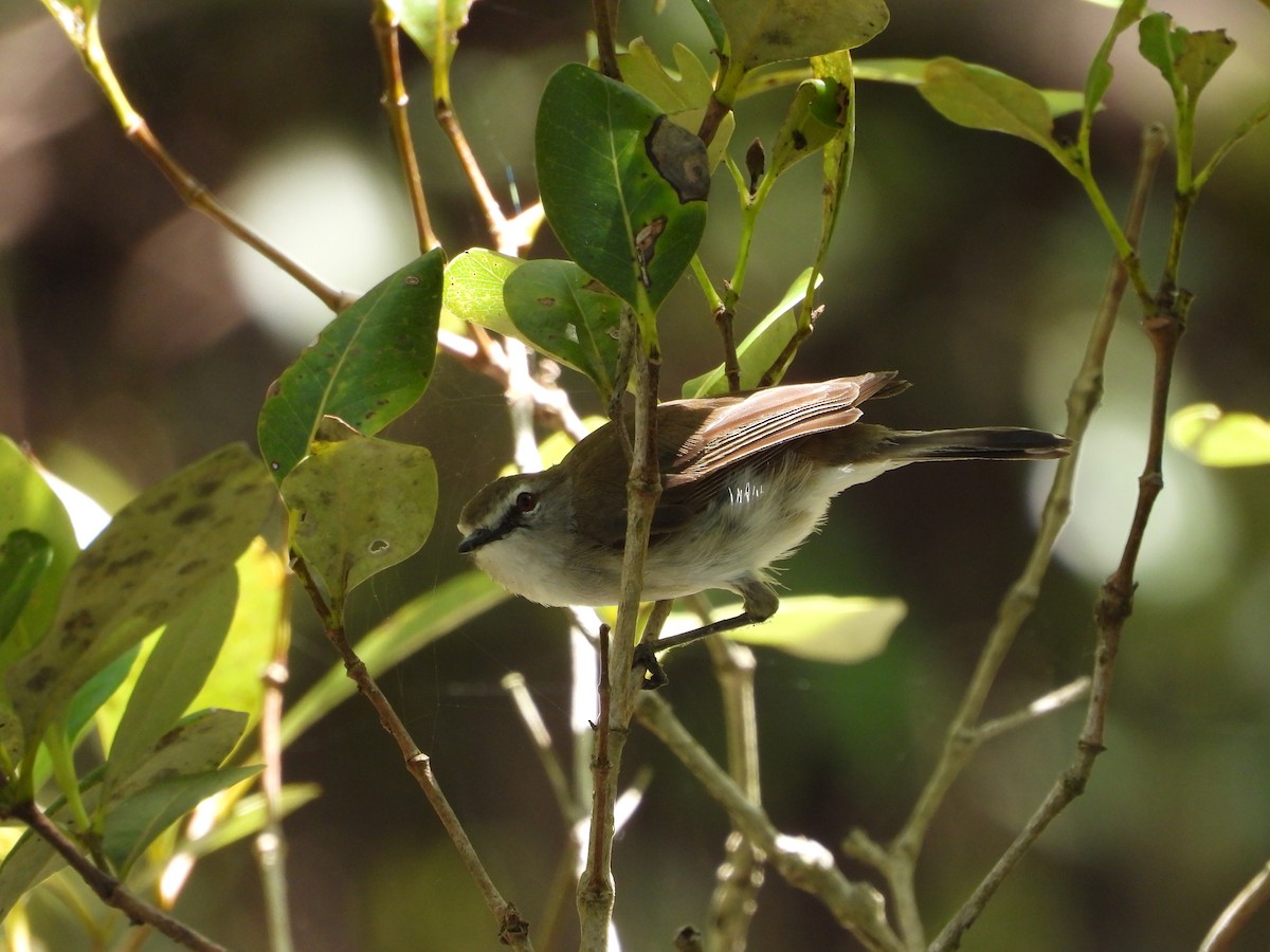 Mangrove Gerygone - ML646469291