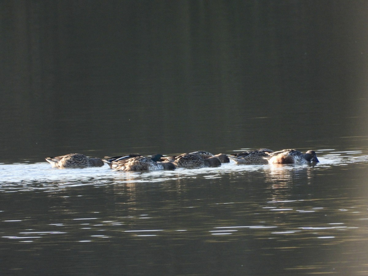 Northern Shoveler - ML646469292