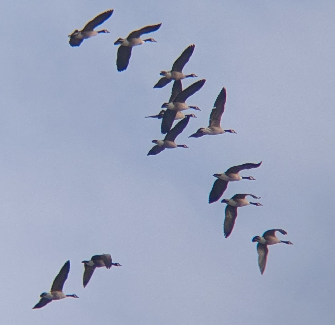 Canada Goose - ML646469293