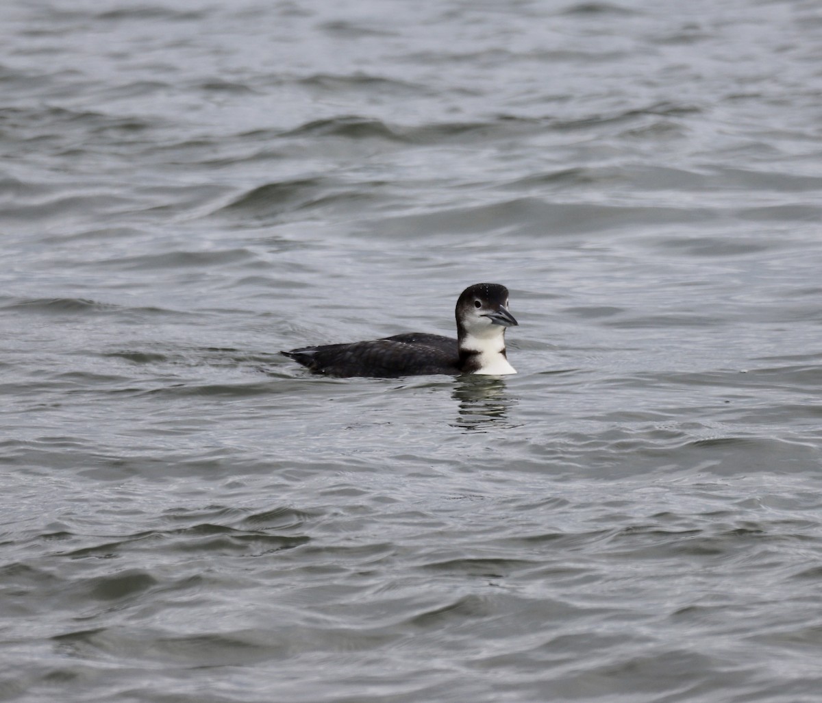 Common Loon - ML646469294