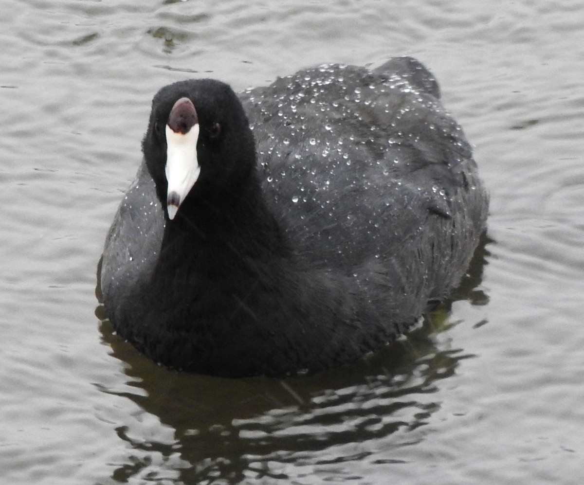 American Coot - ML646469295