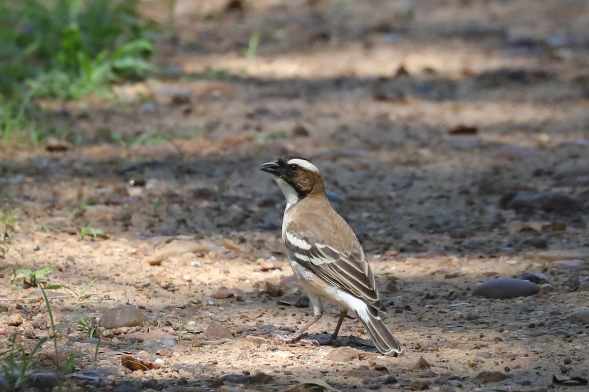 White-browed Sparrow-Weaver - ML646469296