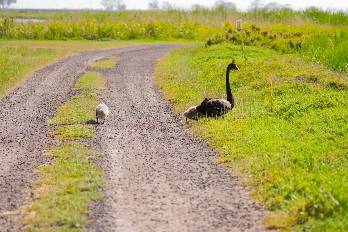 Black Swan - ML646469297