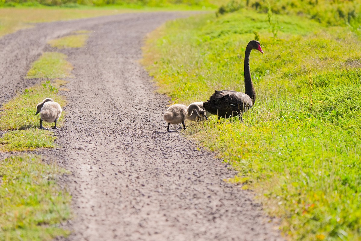Black Swan - ML646469298