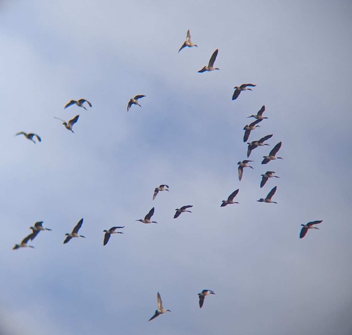 Canada Goose - ML646469299