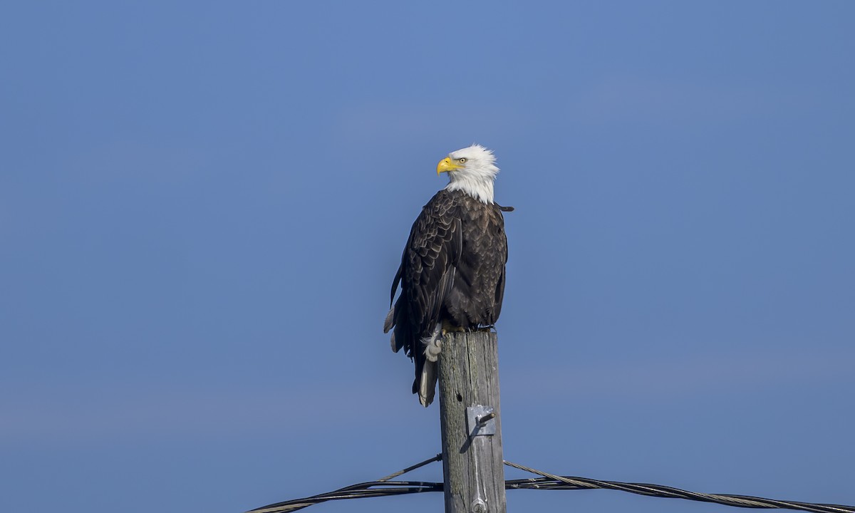 Bald Eagle - ML646469300
