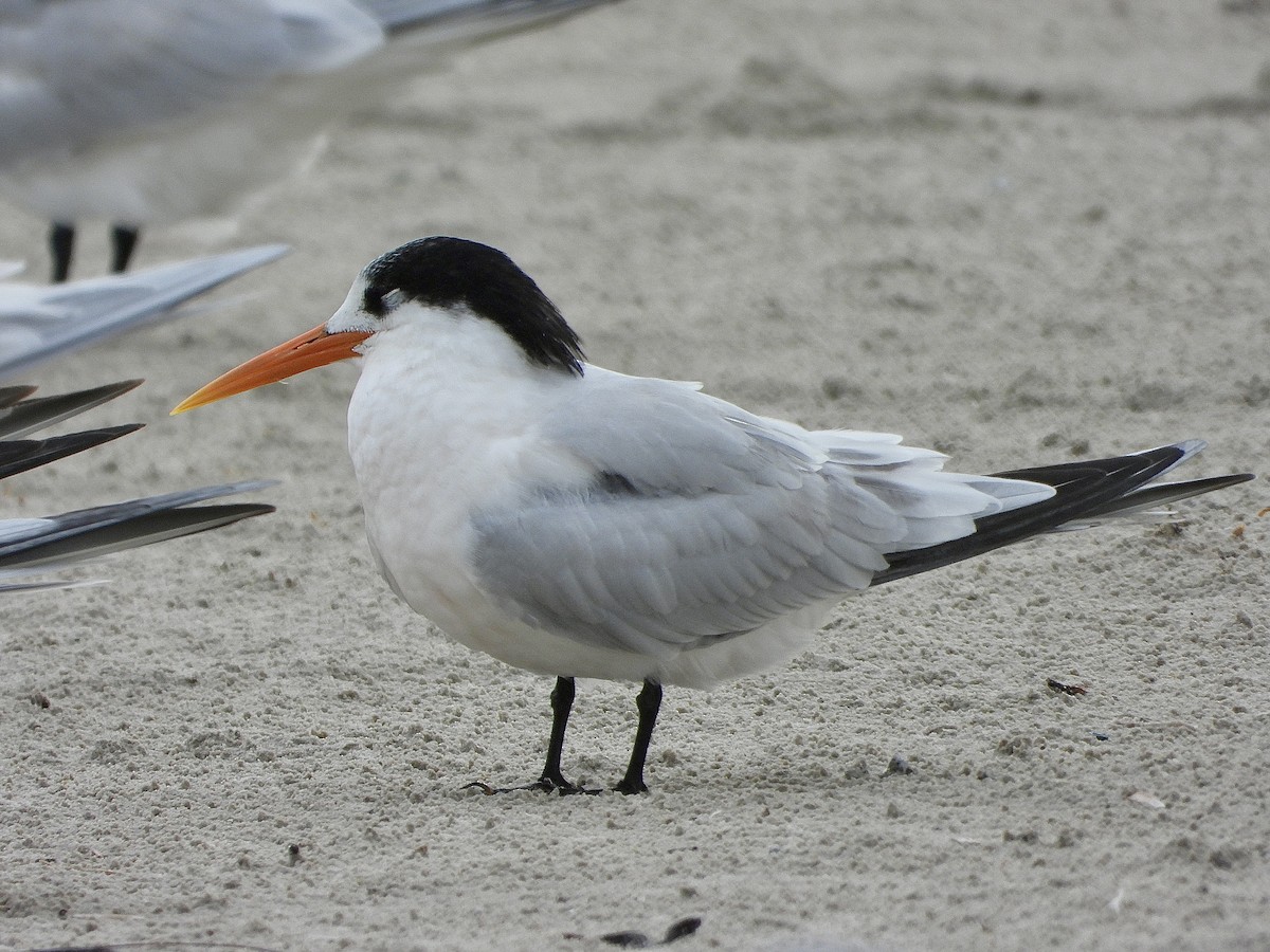 Elegant Tern - ML646469301